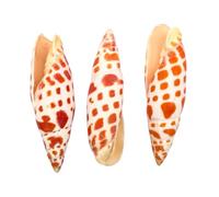 Natural Mitre Sea Shells MITRA MITRA - Set of 3 - Real Decorative Shells for Crafts, Beach Wedding Decor, Coastal Displays, Bathroom Style Decoration, Nautical Home Styling & Shell Collectors