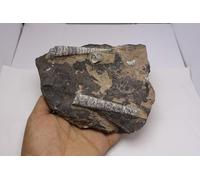 Natural Orthoceras Fossil Plate from Devonian Period Fossil from Morocco A303