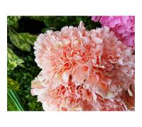 Natural Peach Carnation Bush - Orange