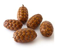 Natural Pine Cones, Uxi Pods, Ideal for Arts and Crafts, Sensory Toys for Kids, Hand Made Gifts, Christmas Decorations, Indoor and Outdoor Crafting, Wreath Decoration - Pack of 5