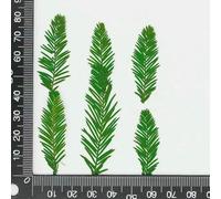 Natural Pressed Flower Cedar Leaves,Real Plant Diy Greeting Card Bookmark Phone Case Frame Handmade Material 4-5cm/12pcs