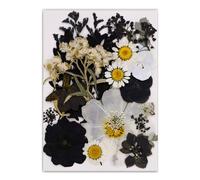 Natural Real Book Reading with Artistic Pressed Flower Crafting in Black for Students and Teachers Elegant Book Reading