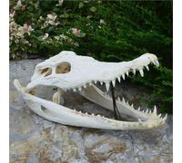 Natural Real Crocodile Skull Anatomical Model Amphibians Reptile Taxidermy 15-30Cm From The Farm Medical Teaching Research Skull Gift Exquisite Animal Specimens