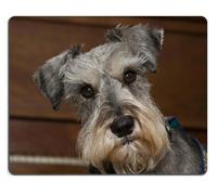 Natural Rubber Gaming Mousepad Curious Miniature Schnauzer dog