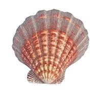Natural Sea Shells, LargeNaturalOceanConch， 1 Pcs Large Natural Sea Shells Scallop Shell 13-15Cm for Crafting for DIY Fish Tank Vase Filler(14~15cm)