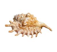 Natural Sea Shells, LargeNaturalOceanConch, 12/14cm, 1PCS Large Natural Conch Shell,Sea Shells for Home Decor DIY Crafts, Shell Collectors Air Plant
