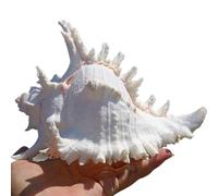 Natural Sea Shells, LargeNaturalOceanConch， For Fish Tank Ornament DIY Craft Collector Wedding Beach Theme Party Decor Birthday Present(18~19cm)