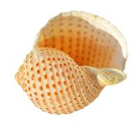 Natural Sea Shells, LargeNaturalOceanConch， Hermit Crab Shells Hermit Crab Supplies Opening Size 1~3 Inch Natural Hermit Crab Shells