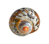 Natural Sea Shells, LargeNaturalOceanConch， Hermit Crab Shells Opening Size 0.6~2 Inch Hermit Crab Supplies Natural Hermit Crab Shells