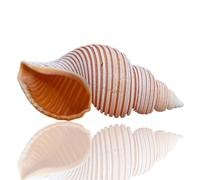 Natural Sea Shells, LargeNaturalOceanConch， Large Natural Conch 8-10 Cm Seashells Great for Beach Theme Party, Home Decorations,DIY Crafts, Fish Tank, Shell Collectors(9/10cm)