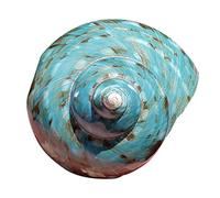 Natural Sea Shells, LargeNaturalOceanConch， Natural Extra Large Conch Large Seashell Stuffed Starfish Ornament Large Green Conch Fish Tank Landscaping Home Decoration, DIY Crafts(8~9CM)