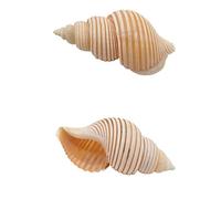 Natural Sea Shells, LargeNaturalOceanConch， Shell Hermit Crab Shells 2Pcs,Turbo Seashell Natural Sea Conch Hermit Crab House