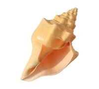 Natural Sea Shells, LargeNaturalOceanConch， Shells Large Natural Conch for Decoration DIY Crafts(18~19cm)