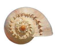 Natural Sea Shells, LargeNaturalOceanConch, Shells Natural Golden Snail Jumbo Seashells 10-23Cm Fish Tank Ornament DIY Craft Collector for Wedding Beach Theme Party Decor(21~22cm)