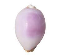 Natural Sea Shells, LargeNaturalOceanConch， White Purple Snail Natural Rare Real Sea Shell Conch Marine Decoration Handmade Seashell Wedding Festival Great Gifts(6cm)