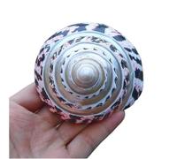 Natural seashells， 1Pc 10-11Cm Large Natural Rare Real Sea Shell Conch