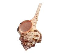 Natural seashells， 9/10cm, Large Conch Shells 1PCS Natural Sea,Hermit Crab