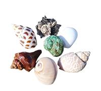 Natural seashells， Hermit Crab Shells Big Medium Small 0.5-5 Cm Various Openning Size Pearl Seashell for Décor(B)