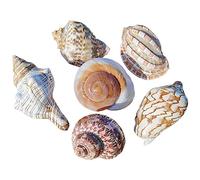 Natural seashells， Hermit Crab Shells Big Medium Small 0.5-5 Cm Various Openning Size Pearl Seashell for Décor(D)