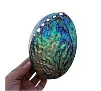 Natural seashells， Large Natural Abalone Sea Shells, Shell One Side Polished Beach Craft Perfect(16cm)