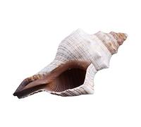 Natural Shail Horn Conch for Shell Shell 3"-7" Collector Ordinary/Large Seashell for Aquarium/Home D Decorative Large Shell