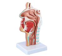 Natural Size Nose and Throat Anatomy Model, Shows Trigeminal Nerve Network and Cranial Nerves 22CM Human Organ Model Human Model