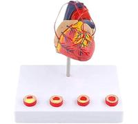 Natural Sized Heart Model Research Model - Organ Anatomical Model - Heart Anatomical Model - Human Anatomical Model Based On Heart Heart Model Human Anatomy Model