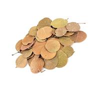 Natural Tree Leaves For Fish Tanks Build Natural Hide Area In South America Styles Aquariums Aquascaping Decoration Aquascaping Dried Plant Leaves