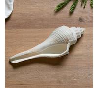 Natural White Shankh for Pooja and Vastu 3.5"Inch Sacred Conch Shell for Blowing and Ritual Use | Hindu Temple Puja Shankha | Blowing Conch for Aarti, Abhishek, and Spiritual Decoration