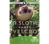 Nature: A Sloth Named Velcro [DVD] [Region 1] [US Import] [NTSC]