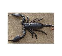 Nature Desert Reptile Scorpion Close-up Poster Wall Art 08 x 12 Inch (20 x 30 cm)