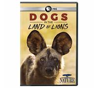NATURE: Dogs in the Land of Lions DVD