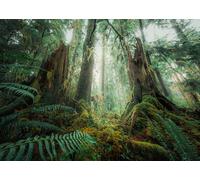 Nature Edition - In the forest