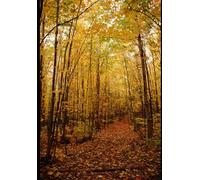 Nature Escape: A Peaceful Coloring Journey