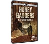 Nature: Honey Badgers: Masters of Mayhem [DVD] [Region 1] [US Import] [NTSC]