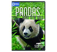NATURE: Pandas - Born to Be Wild