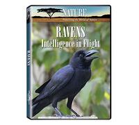 Nature: Ravens Intelligence in Flight [DVD] [Region 1] [US Import] [NTSC]