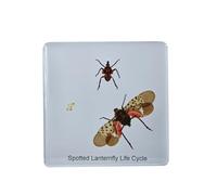 Nature Specimen Paperweight, 2.91 Inch Real Life Cycle Specimens, Taxidermy Insect in Resin, for Closer-Look & Study, for Preschool, Classroom, Home Office Display Decor (Pieridae)