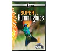 NATURE: Super Hummingbirds DVD