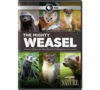 NATURE: The Mighty Weasel