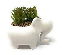 Nature's Mark 4.7" H Succulent in Elephant White Ceramic Planter, Modern and Simple Stylish Design Artificial Plants