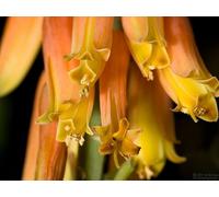 Natures Wisdom Flower Essences Using FES Aloe Vera 30ml Dosage