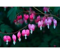 Natures Wisdom Flower Essences Using FES Bleeding Heart 30ml Dosage