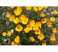 Natures Wisdom Flower Essences Using FES California Poppy .30ml Dosage