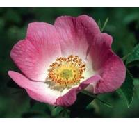 Natures Wisdom Flower Essences Using FES California Wild Rose 30ml Dosage