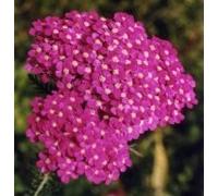 Natures Wisdom Flower Essences Using FES Pink Yarrow 30ml Dosage
