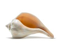 Nautical Crush Trading Atlantic Whelk Sea Shell | Polished Atlantic Whelk 7-8 | Large Shell For Display & Home Decor | Plus Free Nautical Ebook By Joseph Rains