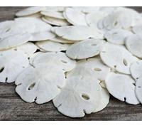 Nautical Crush Trading Sand Dollar | Real Natural Sand Dollars Under 1 Inch (Set Of 50) | Small White Sand Dollar Shells For Weddings And Craft| Plus Free Nautical Ebook By Joseph Rains