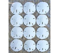 Nautical Crush Trading Sand Dollar | Real Sand Dollars 2 1/2 To 3 (Set Of 12) | Sand Dollar Shells | Plus Free Nautical Ebook By Joseph Rains