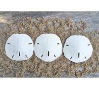 Nautical Crush Trading Sand Dollar | Real Sand Dollars 2 1/2 To 3 (Set Of 3) | Sand Dollar Shells | Plus Free Nautical Ebook By Joseph Rains